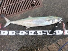 サワラの釣果