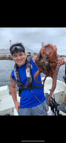 マダコの釣果