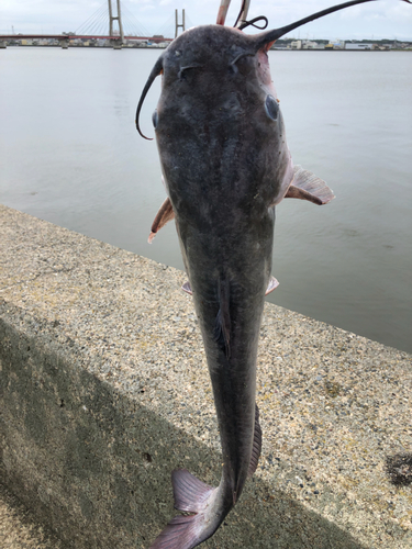 ナマズの釣果