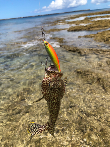 イシミーバイの釣果