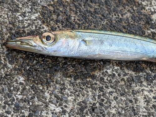 カマスの釣果