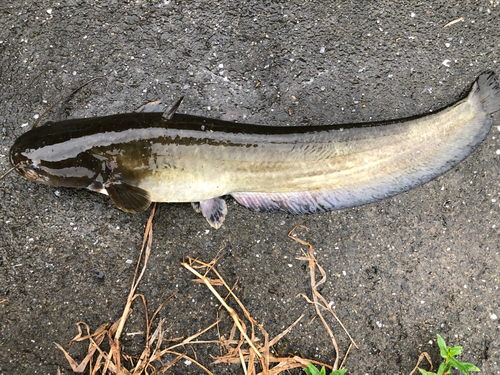 アメリカナマズの釣果