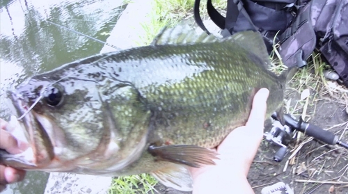 ラージマウスバスの釣果