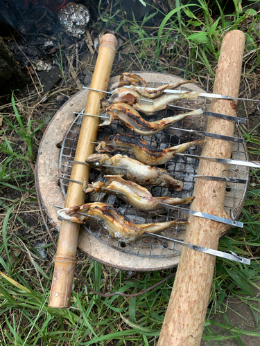 アユの釣果