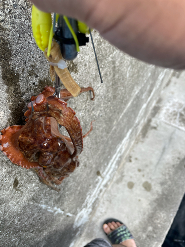 タコの釣果