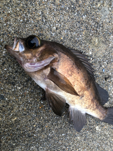 メバルの釣果