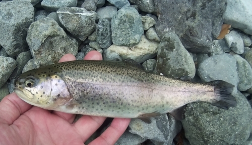 ニジマスの釣果