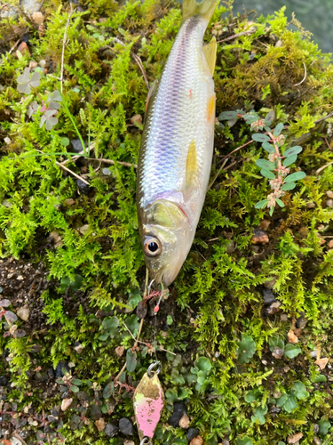 カワムツの釣果