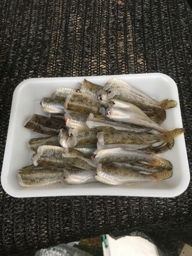 ハゼの釣果