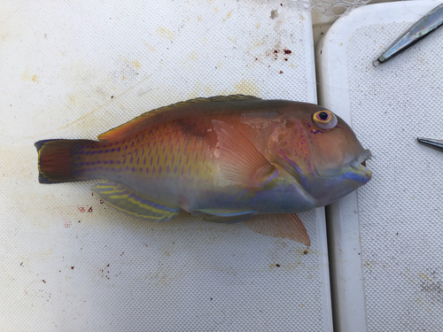 イラの釣果