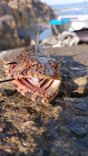 アカエソの釣果