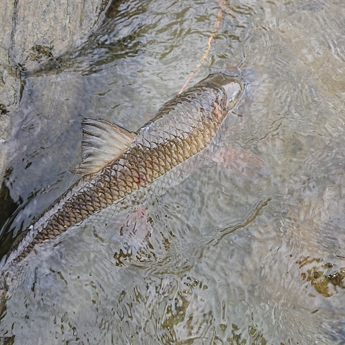 コイの釣果