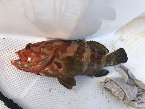 シモフリハタの釣果