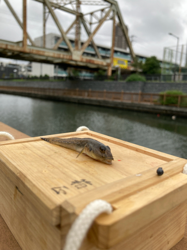 マハゼの釣果