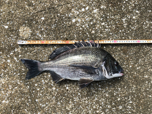 チヌの釣果