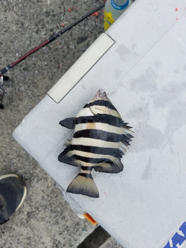 イシダイの釣果