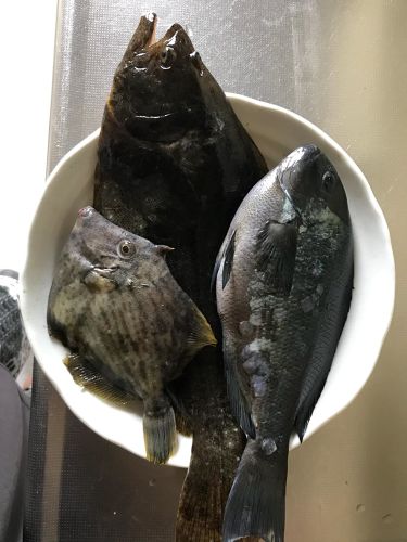 ヒラメの釣果