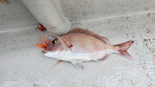 マダイの釣果