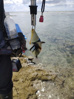 ムラサメモンガラの釣果