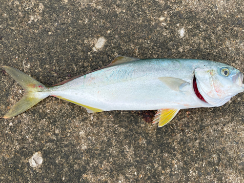 ワカシの釣果