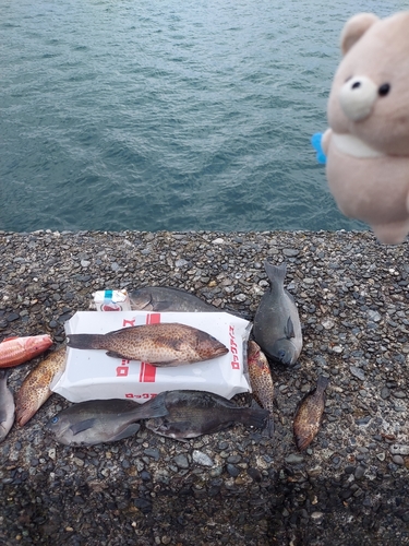 オオモンハタの釣果