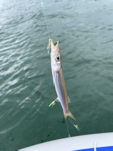 アカカマスの釣果