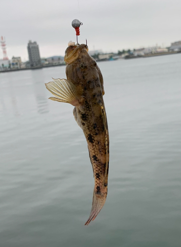 ウロハゼの釣果