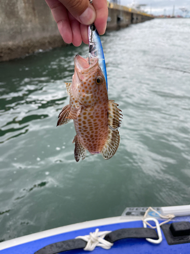 オオモンハタの釣果