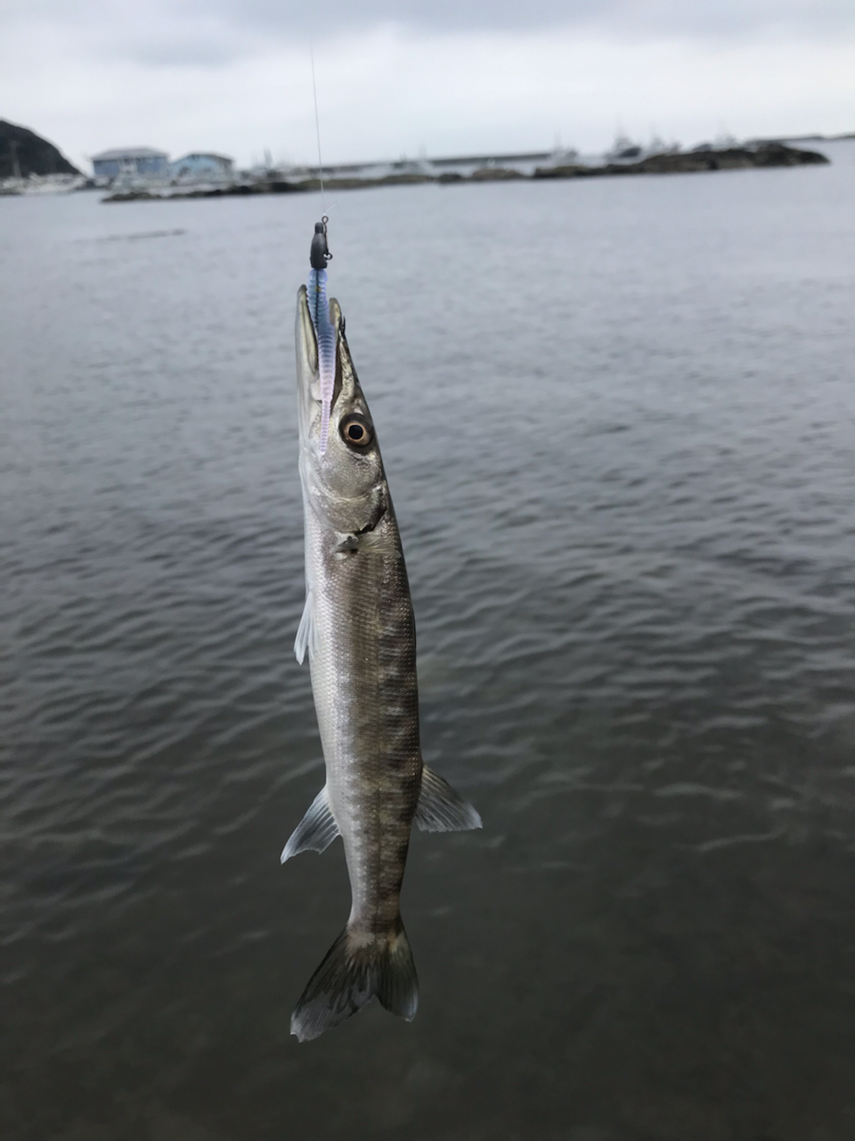 オニカマス