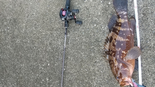 アコウの釣果