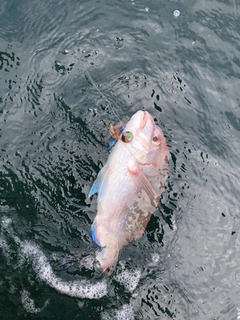 チダイの釣果