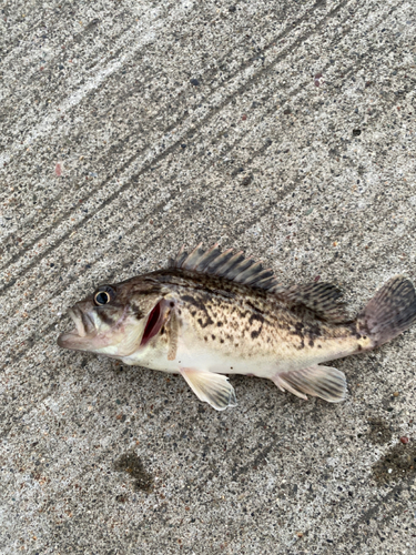 クロソイの釣果