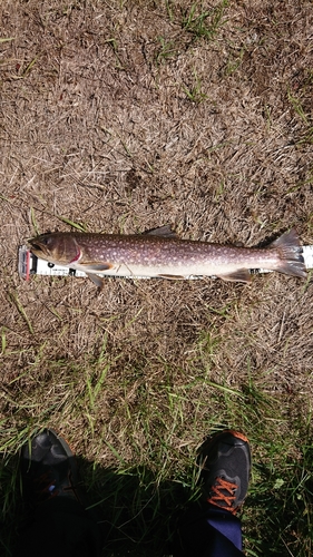 アメマスの釣果