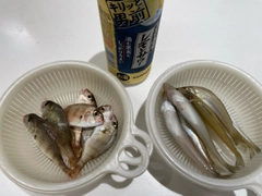 キスの釣果