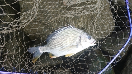 キビレの釣果