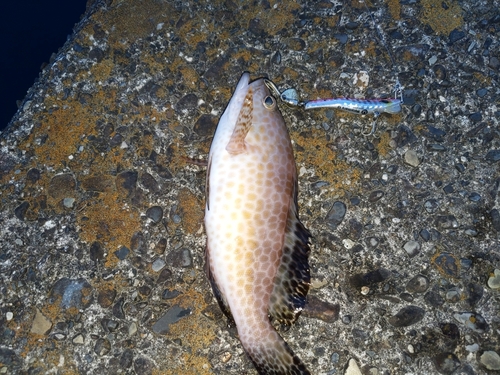 オオモンハタの釣果