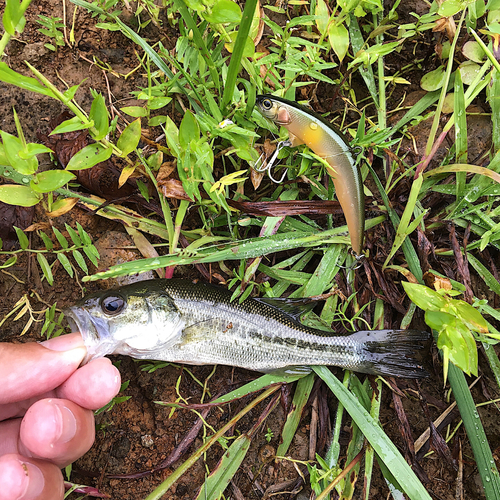 ブラックバスの釣果