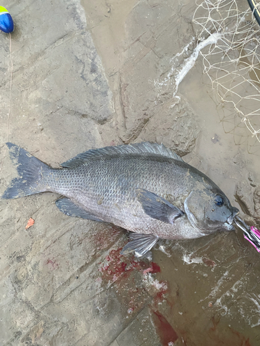 メジナの釣果