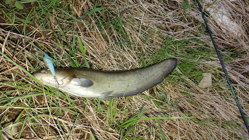 ナマズの釣果