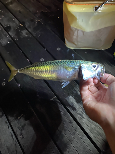 サバの釣果