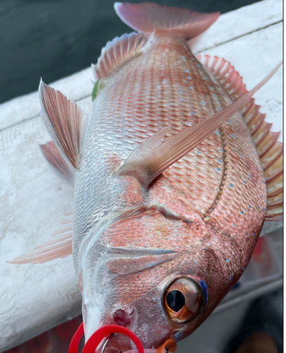 マダイの釣果