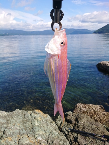 イトヨリダイの釣果