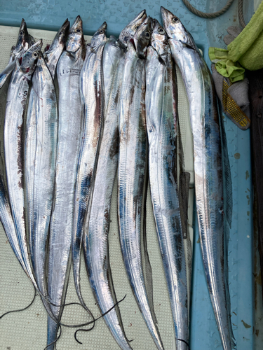 タチウオの釣果