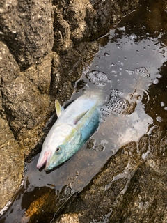 イナダの釣果