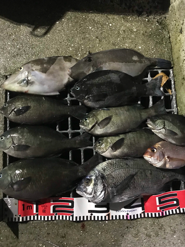 クチブトグレの釣果