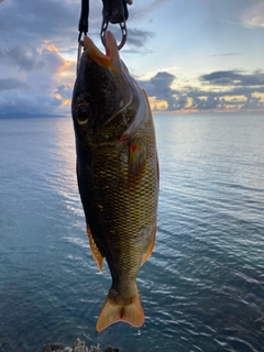 ムネアカクチビの釣果