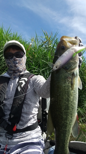 ブラックバスの釣果