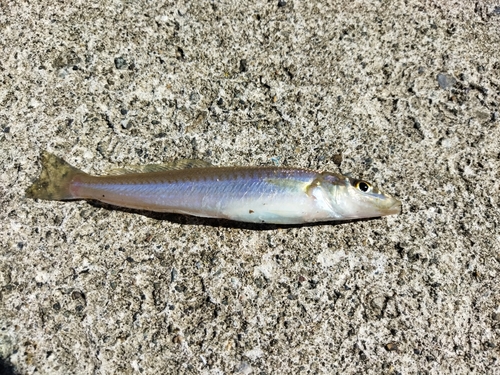 キスの釣果