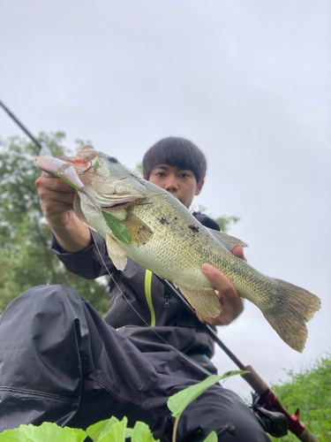 ブラックバスの釣果