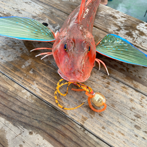 ホウボウの釣果